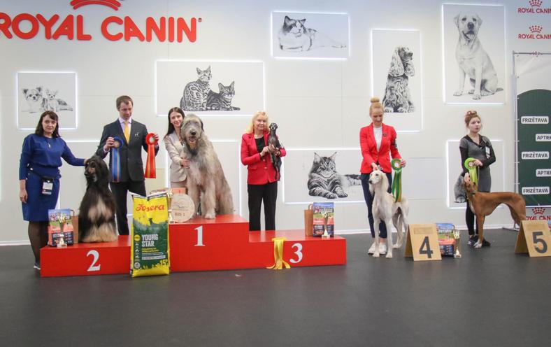 BIS 02.04.2023. Latvian Sighthound Club Specialty Dog Show