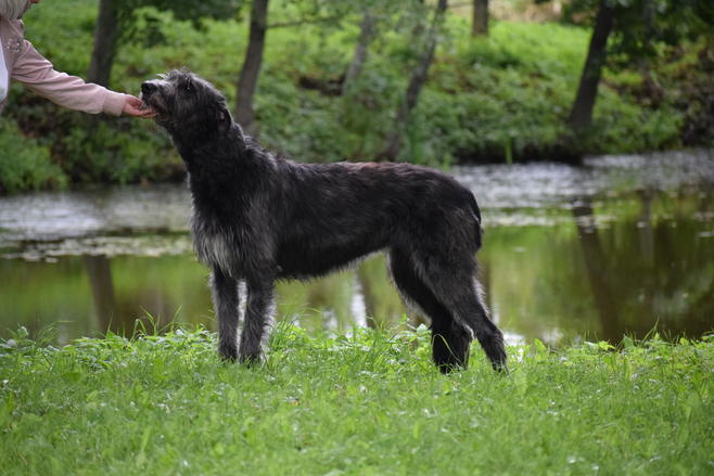 Irish Wolfhound Don Du Rua Mamba Noire